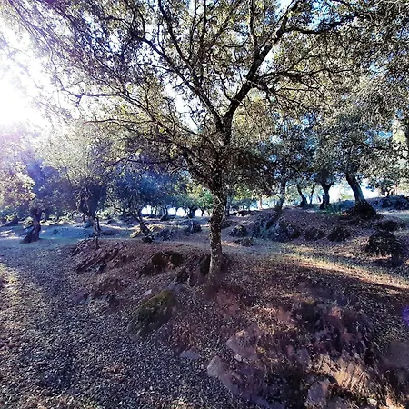 Gurumelo Aracena